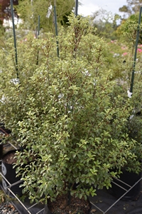 Pittosporum t. Wai-iti